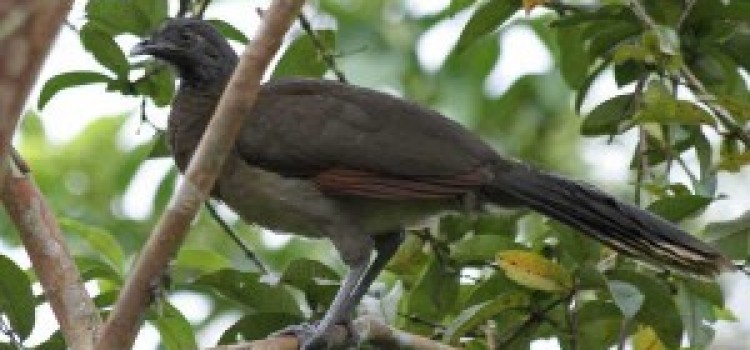 Chachalaca Chachalaca