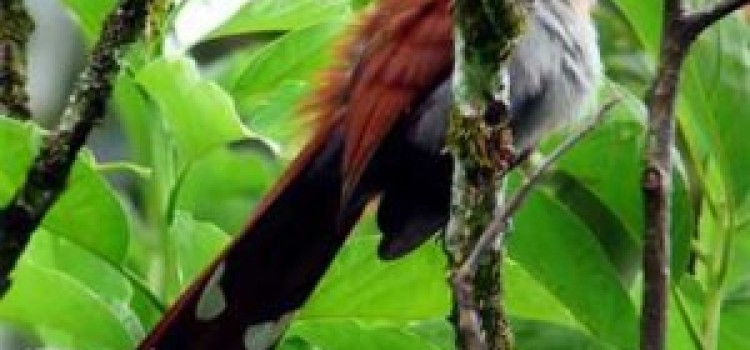 Squirrel Cuckoo Squirrel Cuckoo