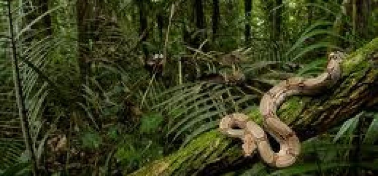 Boa Constrictor Boa Constrictor