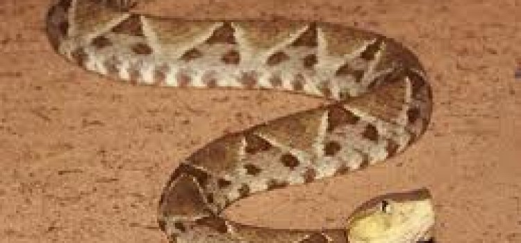 Fer-de-lance Fer-de-lance