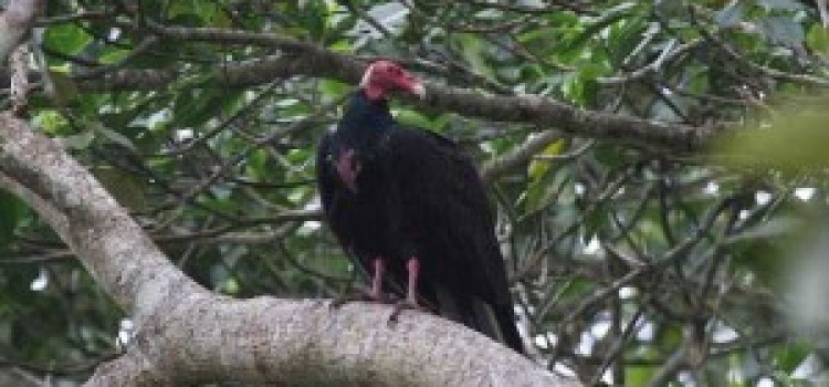 Turkey Vulture Turkey Vulture