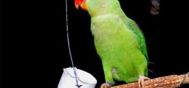 Green Parrots Green Parrots