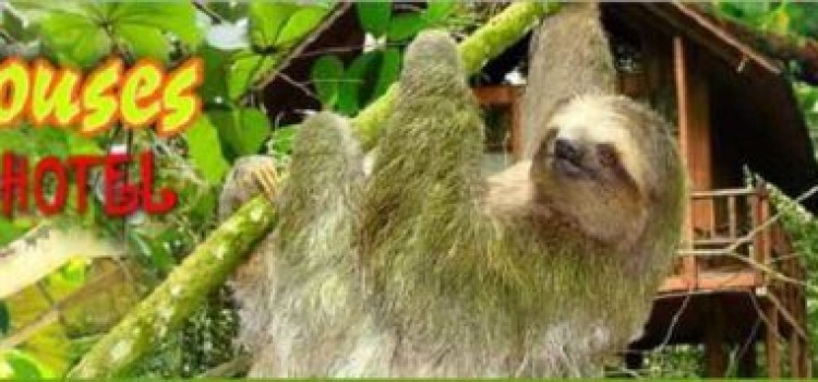 Tree Houses Hotel Tree Houses Hotel