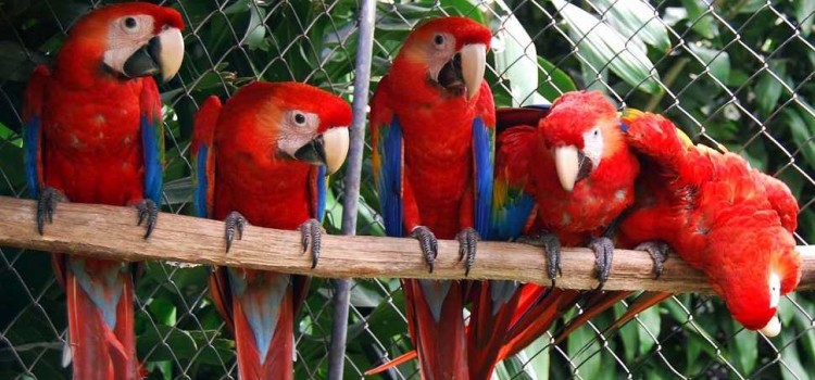 Costa Rica Zoo Costa Rica Zoo