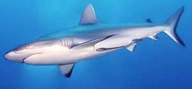 Sharks of Costa Rica Sharks of Costa Rica