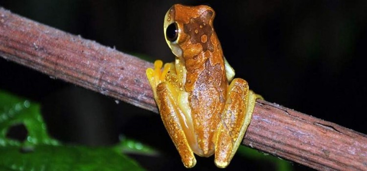 Costa Rica tropical Rainforests-jewels of the earth Costa Rica tropical Rainforests-jewels of the earth