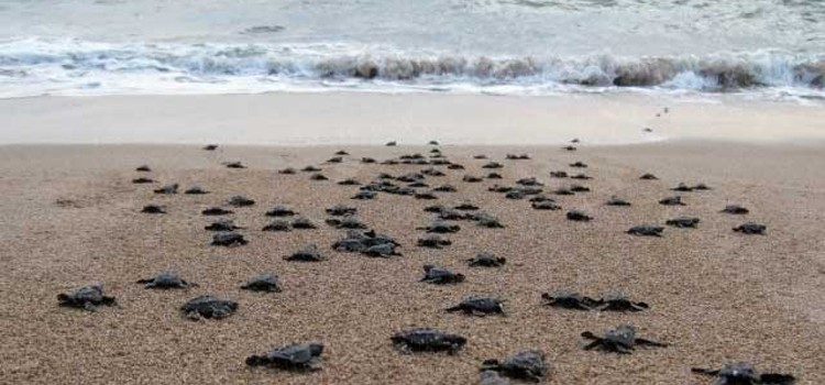 Sea Turtle Protection Projects Sea Turtle Protection Projects