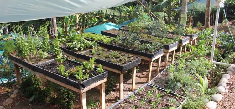 Osa Eco Experience Osa Eco Experience