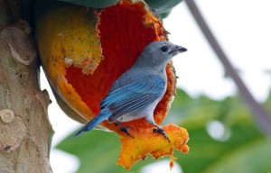 Tortuguero Tortuguero National Park