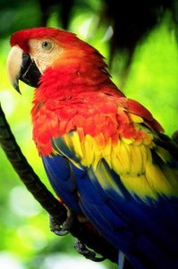 corcovado Corcovado National Park