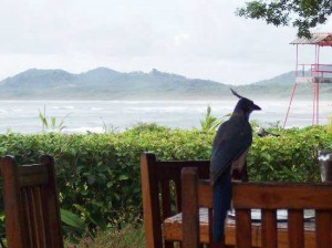 tamarindo Tamarindo Beach