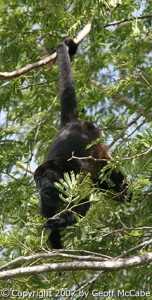 Howler Monkey