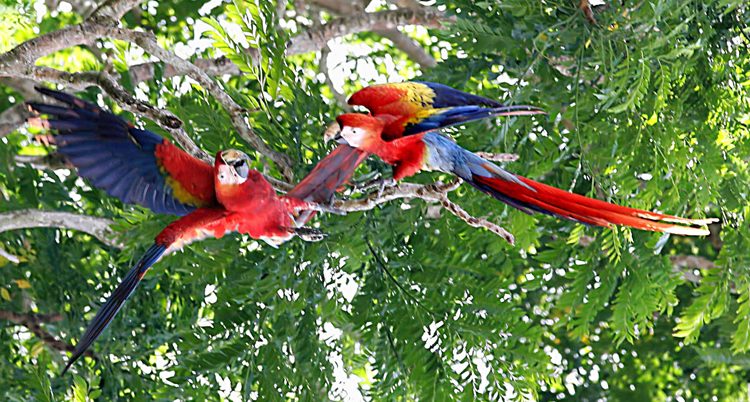 Scarlet Macaw