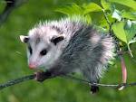 A young Opossumms