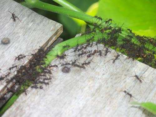 Army Ants in Costa Rica Rain Forest