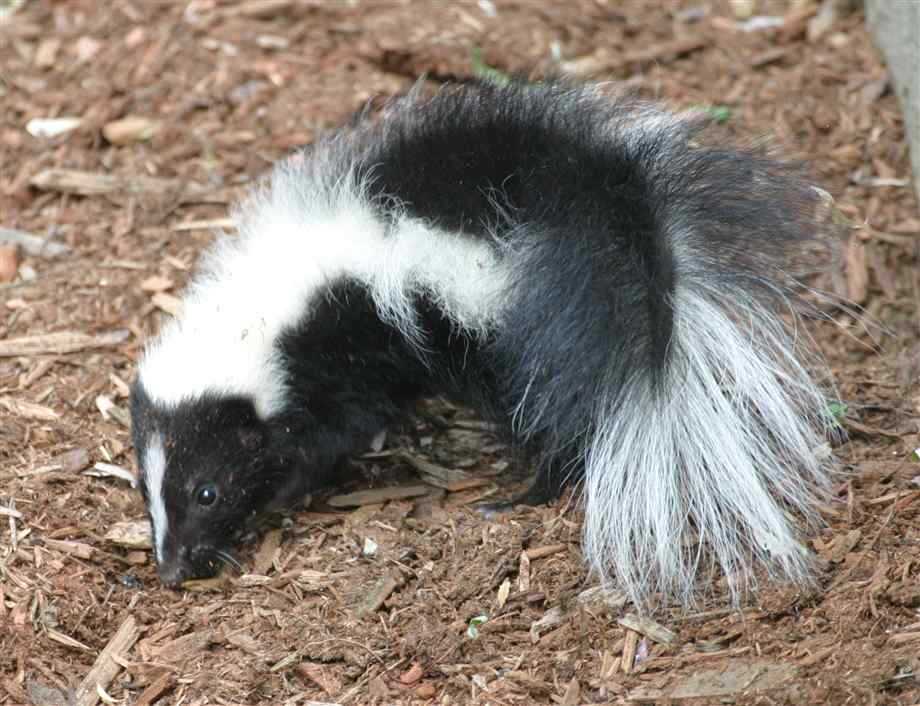 Baby Skunks of Drake Bay, Costa Rica