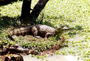 Ciaman basking