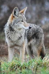 The Coyote of Costa Rica: Coyote image
