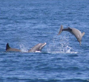 Dolphins