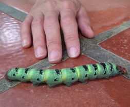 Giant green caterpillar found in Montezuma jungle.
