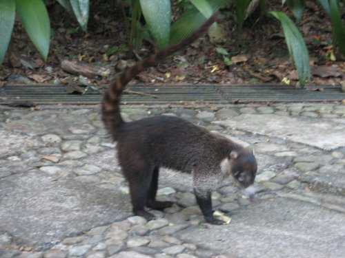 Raccoons of Costa Rica