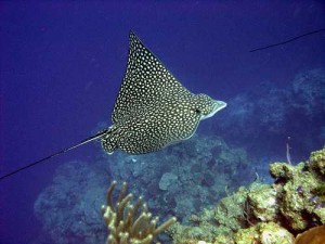 Eagle Rays: Spotted eagle ray Images[1]