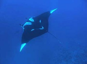 costa-rica-water-wildlife