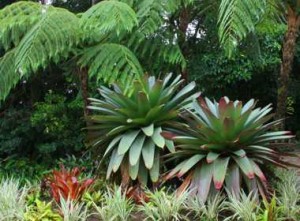Monteverde Lodge & Gardens: elkins favorites imperial bromeliads