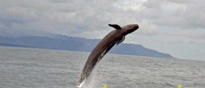 False killer whale flies from the water