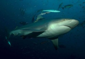 Bull Shark at bat iceland, Costa Rica, Gulf of Papagayo