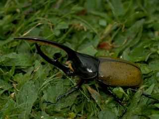 Hercules Beetles of Costa Rica