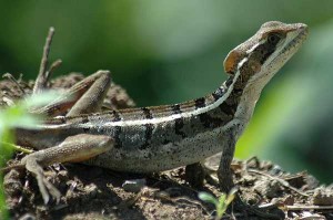 Lizard of Costa Rica