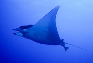 Manta Rays at Cocos Island, Costa Rica