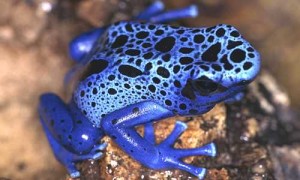 Poison Dart Frogs: Poison Dart or poison Arrow Frog