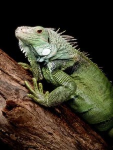 Green iguana 563 600x450