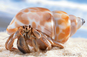 hermit-crab at Cahuita National Park, Costa Rica