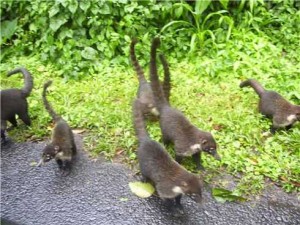 Coati Of Costa Rica: Agroup of Coatis near Arenal Volcano
