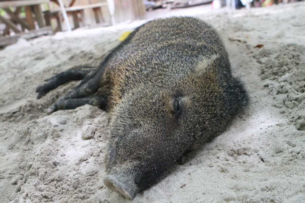 Tortuga Island Peccary
