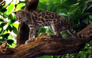 Margay of Costa Rica Margay of Costa Rica