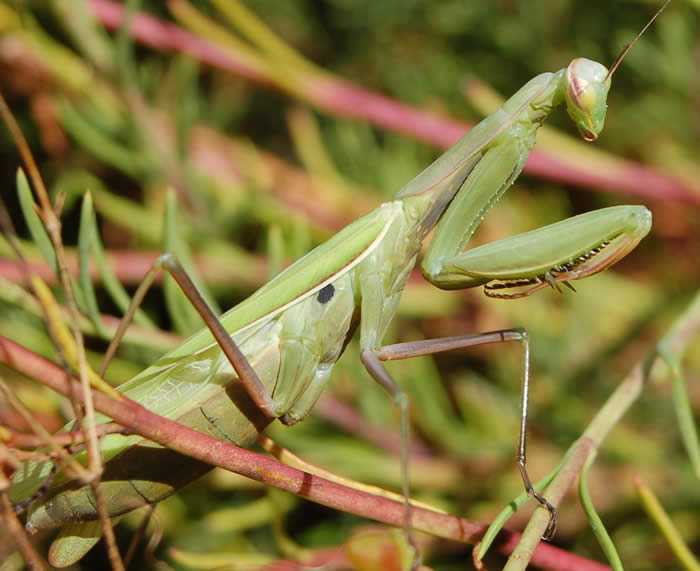 Praying Mantis in tropical forest of Costa Rica