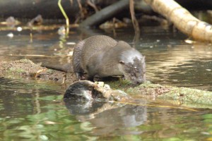 River Otter: River Ottter of Costa Rica