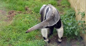 Anteater: ant eater at low land of Costa Rica