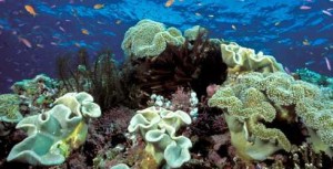 Coral Reefs: coral reef of costa Rica