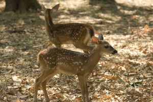 Deer/ White tailed deer of Costa Rica