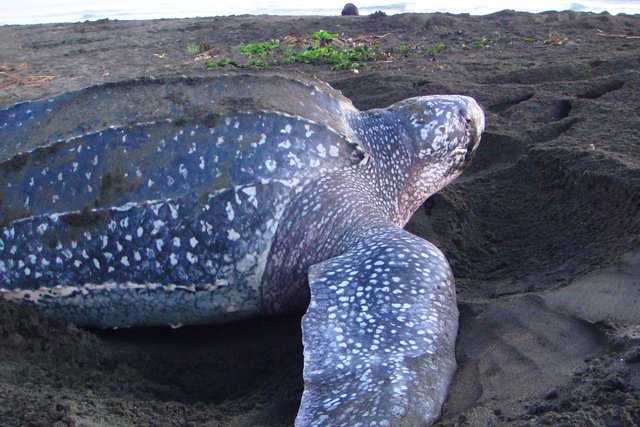 A leatherback Sea Turtle laying their egg at Costa Rica Beach - Costa Rica