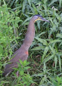 Bare-throated Tiger Heron of Costa Rica