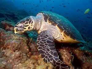 The Hawksbill Sea Turtle - Costa Rica