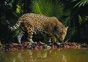 Jaguar of Costa Rica