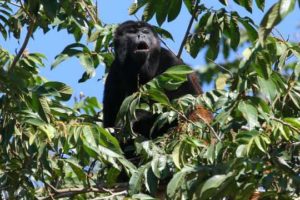 Mantled Howler Monkey at the tropical forest of Costa Rica Mantled Howler Monkey at the tropical forest of Costa Rica