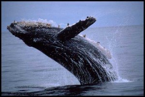 The humpback-whale